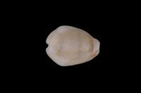 藏品(黃寶螺)的圖片